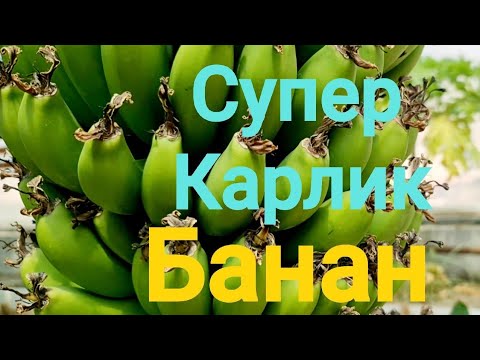 Видео: БАНАН Киевский Суперкарлик ЖИЗЗАХДА.    90 181 2442    #Jizzaxda #Super dwarf #cavendish #banana