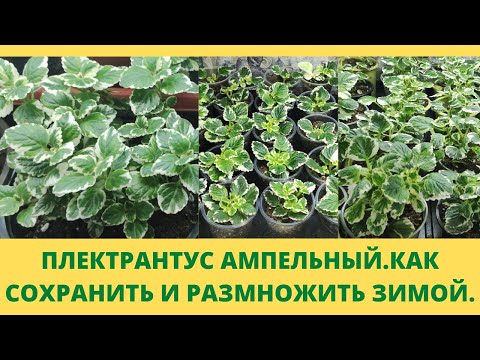 Видео: У Вас еще нет такого растения? Плектрантус ампельный. Зимовка в доме без проблем. Все о моем уходе.