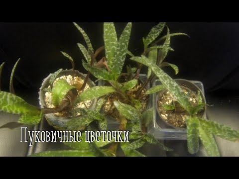 Видео: Комнатные цветы. Луковичные растения. Обзор цветов.