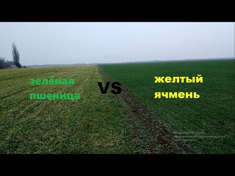 Видео: Ячмень vs Пшеница! Бешенное кущение, питание, влага, заморозки,....