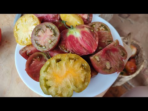 Видео: Первая ДЕГУСТАЦИЯ томатов в сезоне-2022. Пробуем выращенные новинки и проверенные сорта