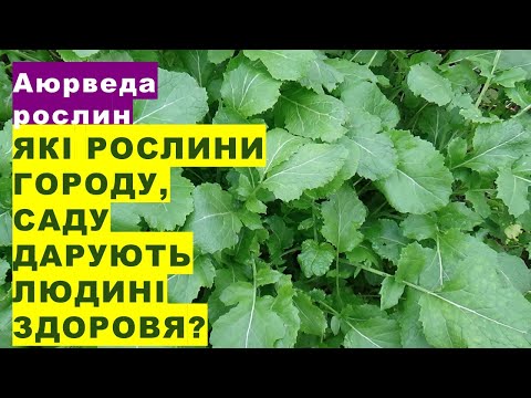 Видео: Найважливіші рослини на городі, в будинку, в садку для здоров'я людини