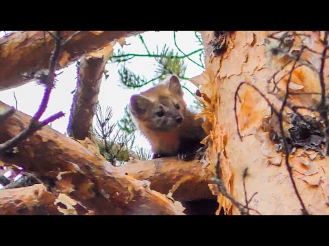 Видео: Первые успехи молодой лайки. Соболь, лоси, белки.