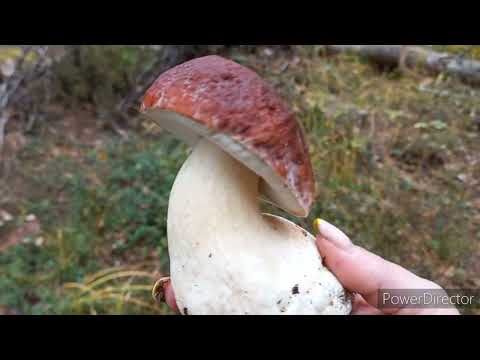Видео: Грибы 🍄 Боровые это счастье , нет грибов тоска , а когда за 50 шт  Жизнь удалась и много ли для