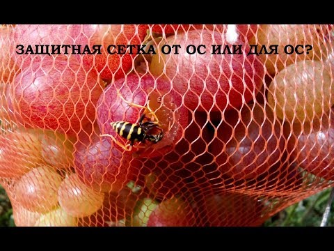 Видео: Отличная защитная сетка для винограда от ос или для ос?