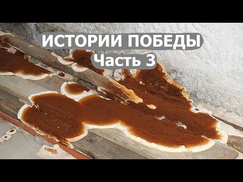 Видео: Серпула плачущая, домовой грибок, истории победы.