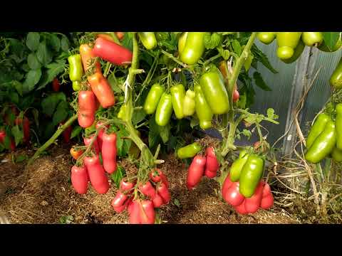 Видео: Томат ЖИГОЛО!!!!Супер урожайность. СТЕНА томатов!!! будет в продаже.