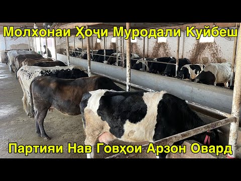 Видео: ПАРТИЯИ НАВ ГОВҲОИ АРЗОН ОВАРД ОҒУЛИ ҲОҶИ МУРОДАЛИ КУЙБЕШ 9 ноября 2025 г.