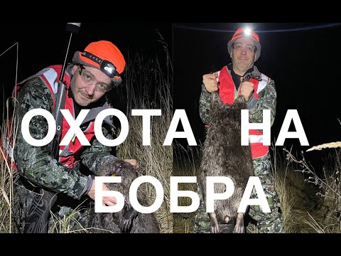 Видео: Охота на бобра