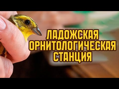 Видео: Ладожская орнитологическая станция. Опыт волонтёрства в мае 2024