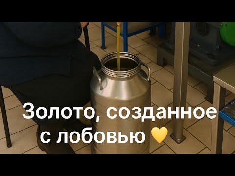 Видео: Как делают ОЛИВКОВОЕ МАСЛО || Семейное Производство ИТАЛИИ 🇮🇹