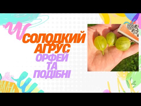 Видео: Солодкий аґрус, Орфей та схожі за смаком
