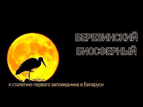 Видео: БЕРЕЗИНСКИЙ БИОСФЕРНЫЙ | Документальный фильм