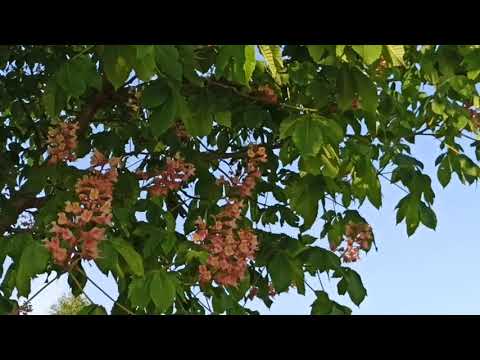 Видео: Белые и розовые каштаны/Цветут молодые каштаны прогулка/Young chestnuts bloom in Rostov