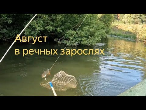 Видео: Ловлю ГОЛАВЛЕЙ НА ЩУЧЬИ ВОБЛЕРЫ на заросшей дикой речке.