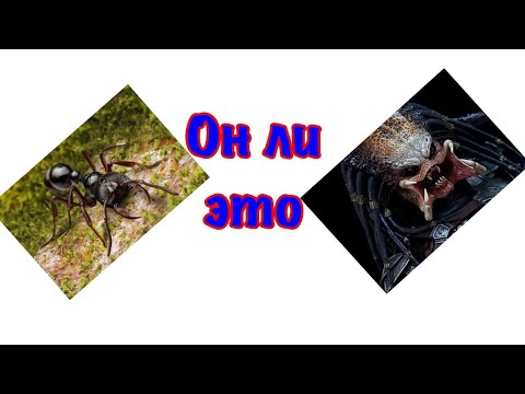 Видео: The Ants. Муравей хищник