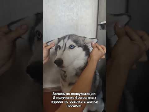 Видео: хаски разная бывает
