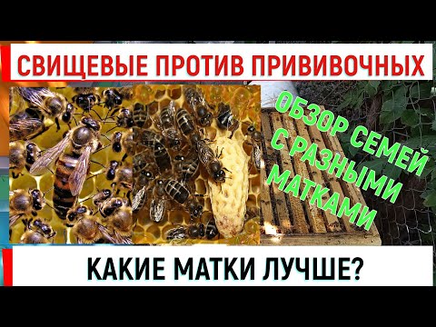 Видео: Какие матки лучше? Свищевые против прививочных.