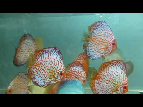 Видео: Ферма Аквариумных рыбок Нижнего Новгорода!!! В гостях у "Нептуна"!!!