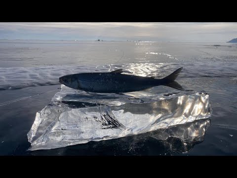 Видео: Байкальская рыбалка
