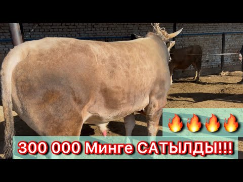 Видео: 300 000 МИНГЕ САТЫЛДЫ БУКА БАЗАР КАРАВАН