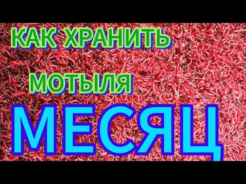 Видео: ВСЕГДА СВЕЖИЙ МОТЫЛЬ🪱🪱🪱ХРАНЕНИЕ МОТЫЛЯ БОЛЬШЕ МЕСЯЦА‼️ЛУЧШИЙ СПОСОБ ХРАНЕНИЯ‼️
