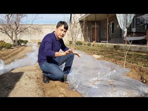 Видео: Пиёз уруғи плёнка остига қачон экилади ?