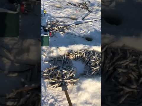 Видео: Рыбалка в Лазарево ( корюшка) #корюшка #зубарь