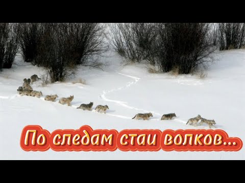 Видео: По следам стаи Волков…