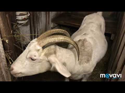 Видео: Рассказываю о козах для новичков//Идём за лапником