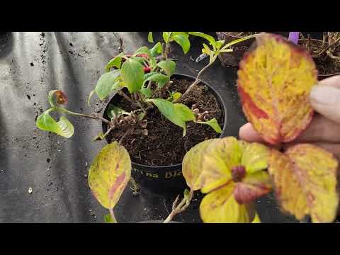 Видео: Формирование гортензий крупнолистных 7.01.2024 г