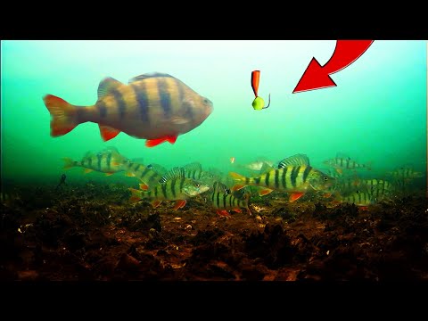 Видео: БЕШЕНЫЙ КЛЁВ Окуня на Безмотылку! Щука Атакует Окуня! Зимняя рыбалка 2024!