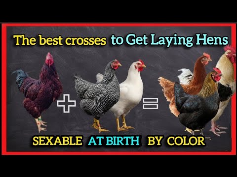 Видео: Откройте для себя секретные скрещивания, позволяющие определить пол несушек по цвету при рождении.