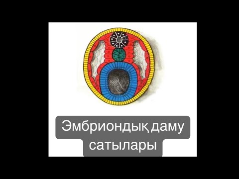 Видео: Эмбриондық даму кезеңдері