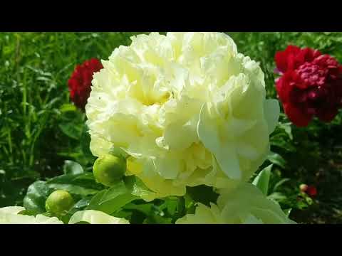Видео: Пион Lemon Chiffon