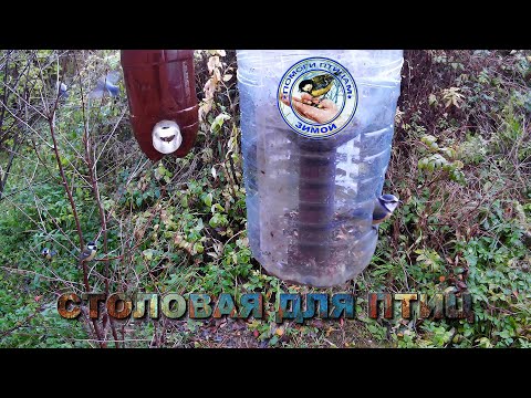Видео: Кормушка с семечками 15 октября 2025 года (01)