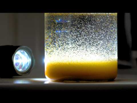 Видео: Лучший корм для рыб | Руководство по выращиванию мальков артемии