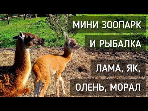 Видео: Отдых в Подмосковье. Мини - зоопарк, ламы, яки, олени. Рыбалка / Vacation in Moscow Region. Mini Zoo