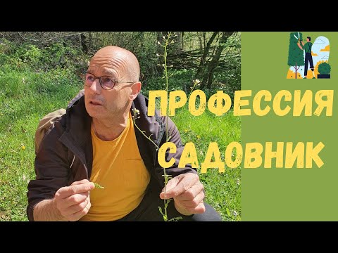 Видео: Работа в Швейцарии | Садовник оклад карьера |Садовый центр