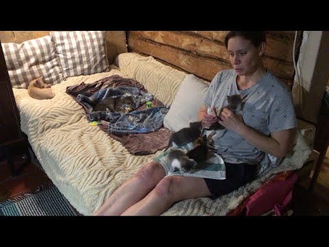 Видео: Почему за спасённых котят меня ненавидят?