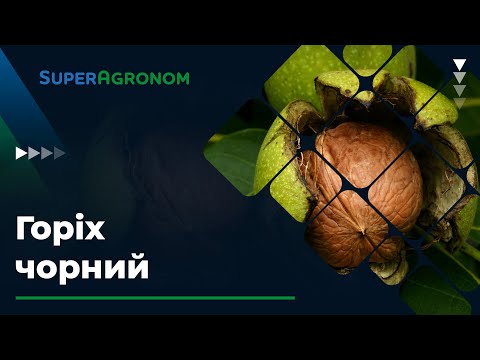 Видео: ГОРІХ ЧОРНИЙ — як перспективна садова культура / СуперАгроном