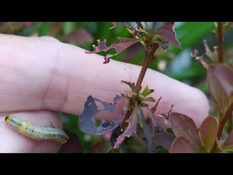 Видео: Лысый БАРБАРИС - почему Тунберг в ЧЕРНОМ списке 