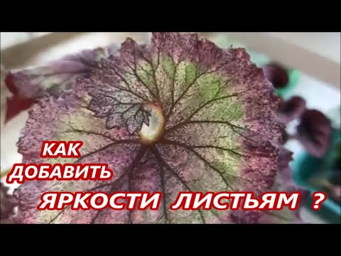 Видео: ЧЕМ ПОЛИТЬ 🌺 Бегонии ДЛЯ ЯРКОСТИ ЛИСТЬЕВ ?