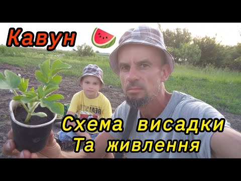 Видео: Висадка Кавуна,дині. Живлення та схеми висадки.