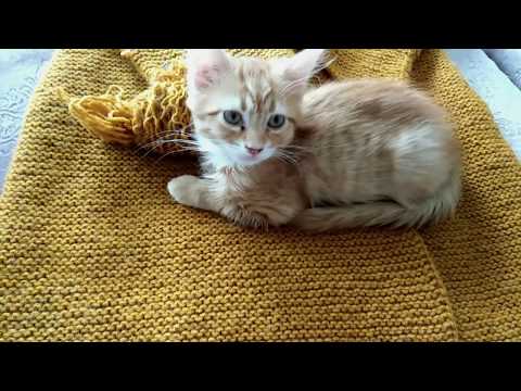 Видео: Вяжу/Нужен совет/Инна Тищенко с нами/Закусочный пирог