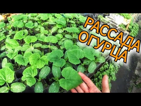 Видео: РЕШИЛ ЗАРАБОТАТЬ ДЕНЕГ НА ОГУРЦАХ! Морозы и снег в апреле!