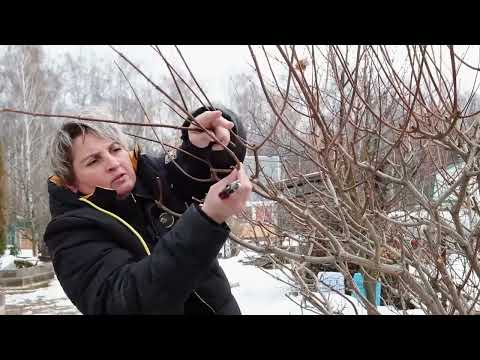 Видео: Весенняя обрезка гортензии