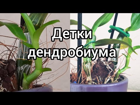 Видео: Детки дендробиума нобеле! Обожаю)  а вы?)