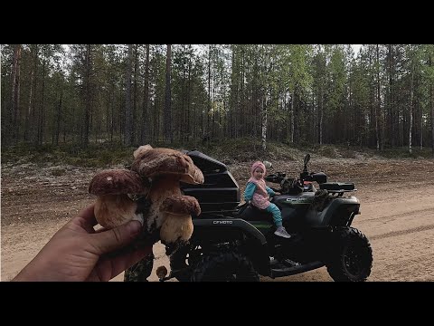 Видео: ЖЕНСКАЯ РЕЗНЯ В ДИКОМ ЛЕСУ. ВЗЯЛ ИХ В ЛЕС И НАЧАЛОСЬ. СБОР БЕЛЫХ ГРИБОВ ВСЕЙ СЕМЬЁЙ. СБОР БОРОВИКОВ