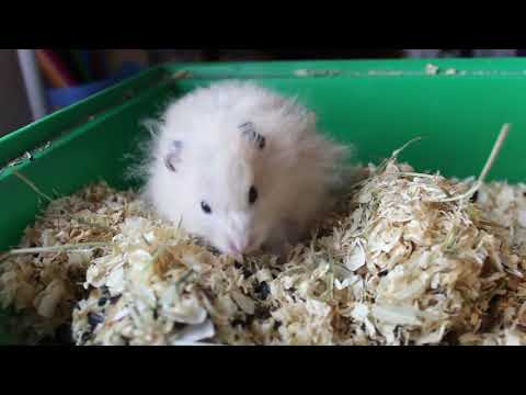 Видео: Сколько у нас хомяков?